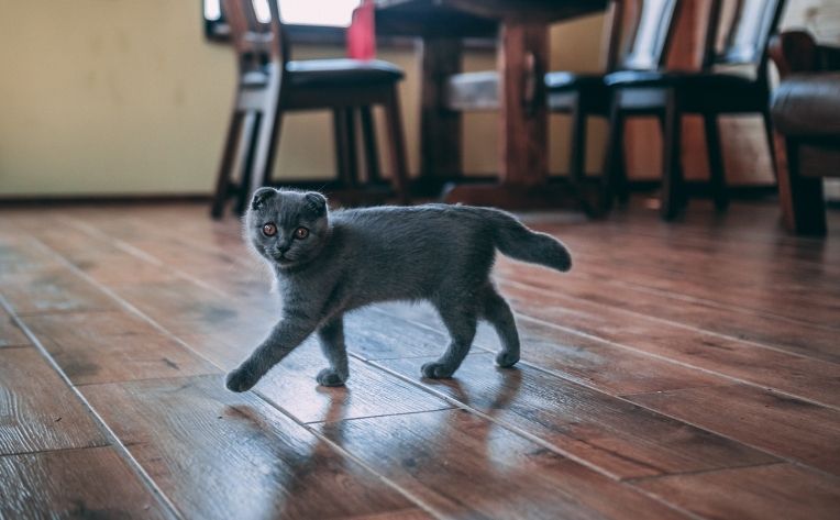Cute Kitten Luxury Vinyl Flooring